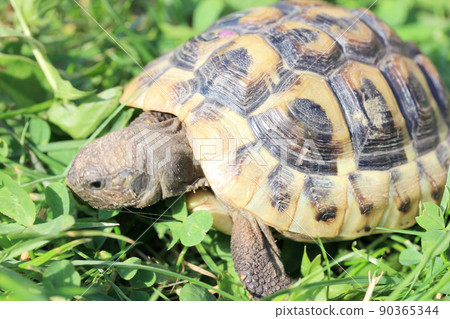 Hermann's tortoise  (Testudo hermanni boettgeri) 90365344