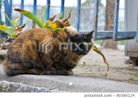 Gentle cat 90366124