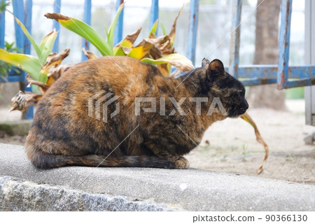 Gentle cat 90366130