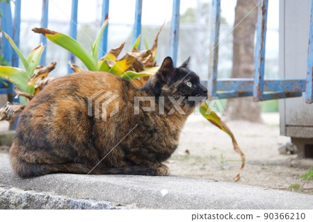 A cat who indulges in thought 90366210