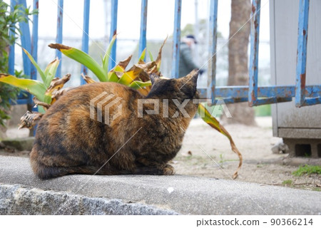 A cat who indulges in thought A cat who indulges in thought 90366214