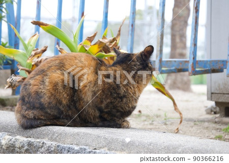 A cat who indulges in thought 90366216