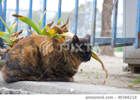 A cat who indulges in thought 90366218
