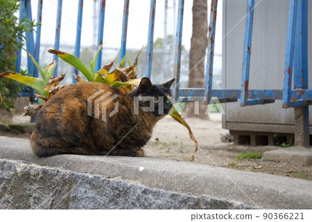 A cat who indulges in thought 90366221