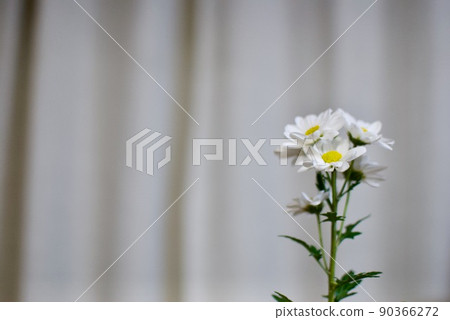 一朵白花 90366272