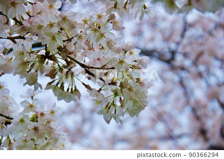 美麗的櫻花花瓣 90366294