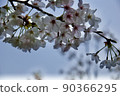 美麗的櫻花花瓣 90366295
