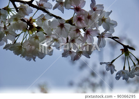 美麗的櫻花花瓣 90366295