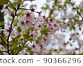 美麗的櫻花花瓣 90366296
