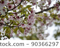 美麗的櫻花花瓣 90366297