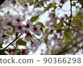 美麗的櫻花花瓣 90366298