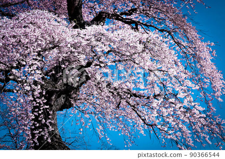 一棵古老的哭泣的櫻桃樹，背景是湛藍的天空 90366544