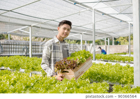 Hydroponics, Asian man holding vegetable basket standing on a farm, growing commercial organic vegetables, small business entrepreneurs. Organic vegetables growing concept 90366564