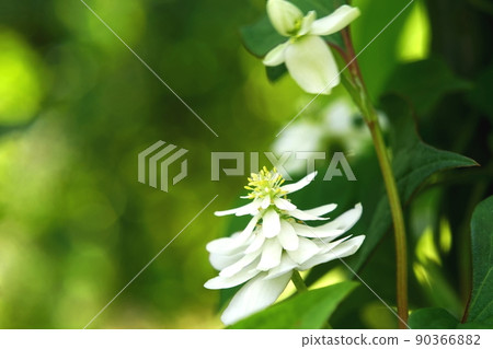 White flowers of double-flowered Houttuynia cordata White flowers of double-flowered Houttuynia cordata 90366882
