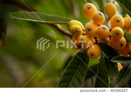 Loquat fruits grow a lot 90366887