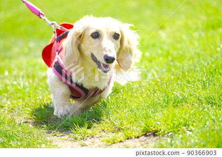 Miniature dachshund running on the lawn Miniature dachshund running on the lawn 90366903