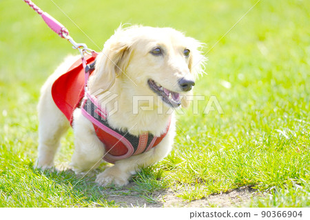 Miniature dachshund running on the lawn Miniature dachshund running on the lawn 90366904