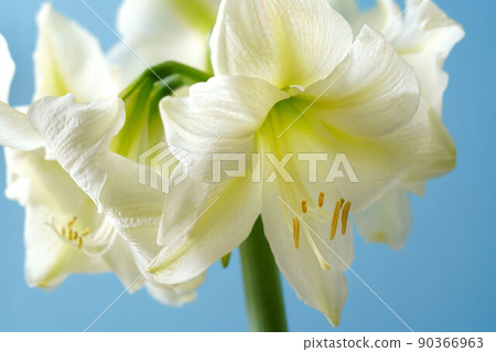 阿瑪麗利斯,白雪公主 阿瑪麗利斯,白雪公主 90366963