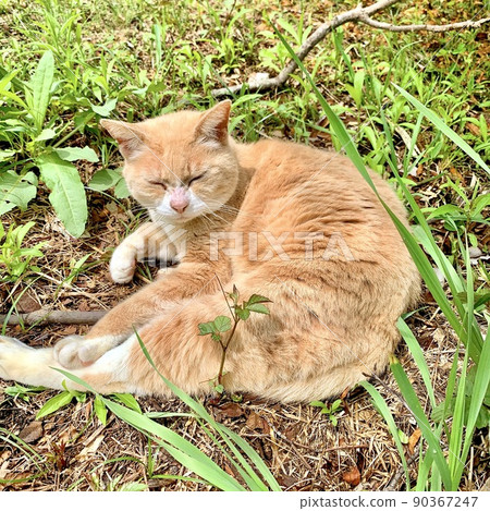 Nora cat taking a nap in the park Nora cat taking a nap in the park 90367247