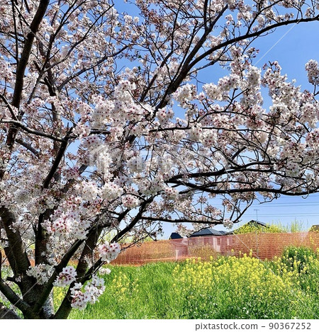 Cherry tree and rape blossoms Cherry tree and rape blossoms 90367252