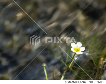 Baikamo flowers 90367600