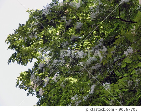 Aodamo（秋田市Nibetsu，5/20） 90367705