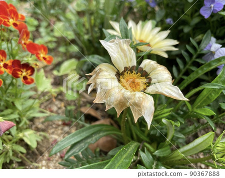 White flowers in the flowerbed on Nakanoshima, Osaka 90367888