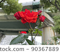 Combination of highway and red roses 90367889
