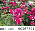 Beautiful red-purple roses in Nakanoshima Park 90367891