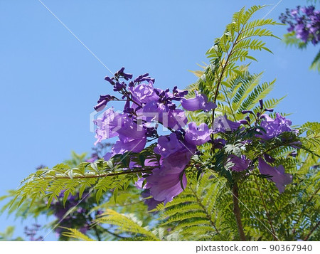 Jacaranda Jacaranda 90367940