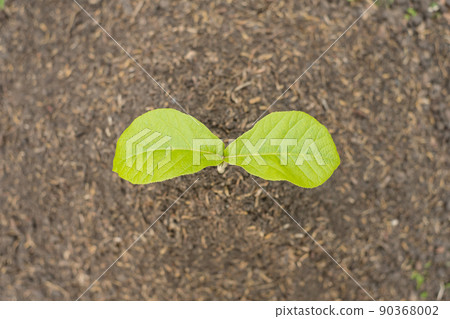 Young trees that grow in fertile ground Concept of nature protection Young trees that grow in fertile ground Concept of nature protection 90368002