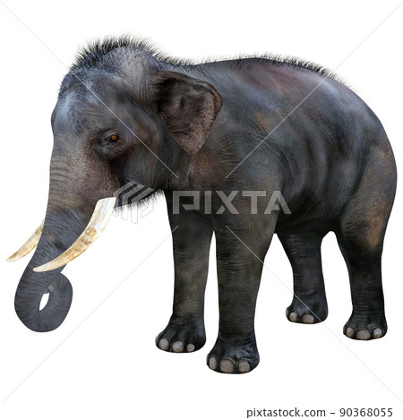 印度象 ☆ 印度象 90368055