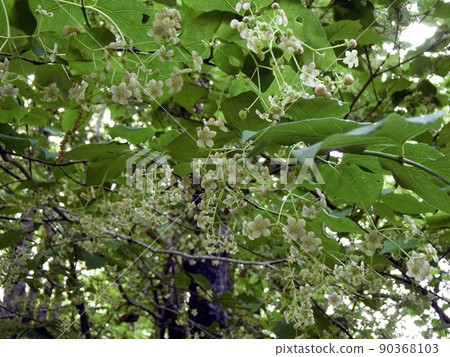 Euonymus oxyphylla (Shimohamahatta, 秋田市, 5/22) 90368103