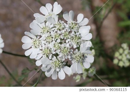 春天日本公園裡盛開的白色烏拉草白色蕾絲花 90368115