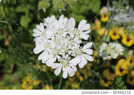 春天日本公園裡盛開的白色烏拉草白色蕾絲花 90368116