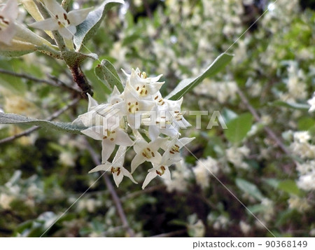 秋組花（秋田市下濱羽川，5/22） 90368149