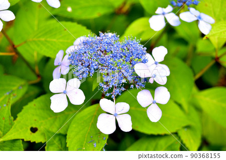 繡球 90368155
