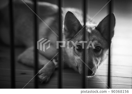 受保護的狗 受保護的狗 90368156