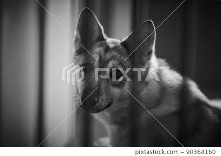 受保護的狗 受保護的狗 90368160