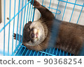Hurray cute otter 90368254