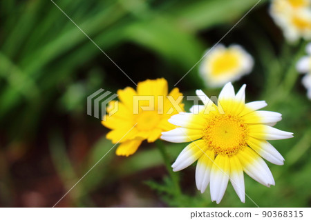 Flowers of Haruhiko Flowers of Haruhiko 90368315