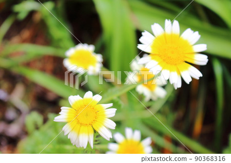 Flowers of Haruhiko Flowers of Haruhiko 90368316