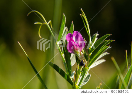 Vicia lathyroides, known as Vicia lathyroides. In the natural environment Vicia lathyroides, known as Vicia lathyroides. In the natural environment 90368401