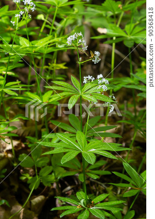 Galium odoratum, sweetscented bedstraw, is a flowering perennial plant in the family Rubiaceae Galium odoratum, sweetscented bedstraw, is a flowering perennial plant in the family Rubiaceae 90368418