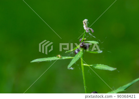 The bulbils of the coralroot, Cardamine bulbifera, in spring. In the spring forest, in the natural environment The bulbils of the coralroot, Cardamine bulbifera, in spring. In the spring forest, in the natural environment 90368421