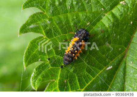 Macro Photo of Ladybug Larvae on Green Leaf Isolated on Backgrou Macro Photo of Ladybug Larvae on Green Leaf Isolated on Backgrou 90368436