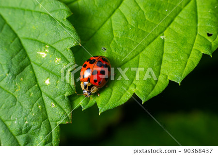 Ladybug with seven spots, Coccinella septempunctata, Coleoptera Coccinellidae on a green leaf in the forest close up Ladybug with seven spots, Coccinella septempunctata, Coleoptera Coccinellidae on a green leaf in the forest close up 90368437