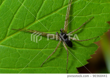 Adult Male Running Crab Spider of the Family Philodromidae 90368441