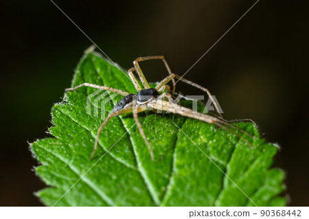Adult Male Running Crab Spider of the Family Philodromidae Adult Male Running Crab Spider of the Family Philodromidae 90368442