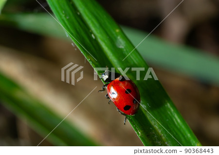 Ladybug with seven spots, Coccinella septempunctata, Coleoptera Coccinellidae on a green leaf in the forest close up Ladybug with seven spots, Coccinella septempunctata, Coleoptera Coccinellidae on a green leaf in the forest close up 90368443